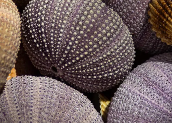 Apartment Monte Mare *