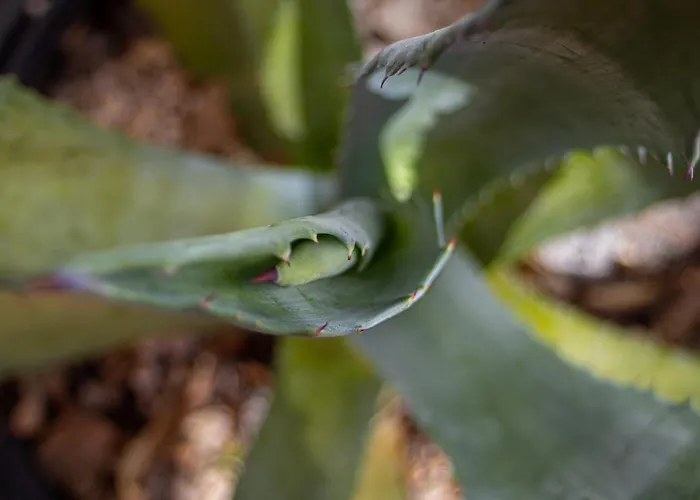 Apartment Monte Mare Starigrad Paklenica